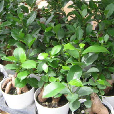 ミニ ニンジンガジュマル 3号 鉢植え 観葉植物 ニンジンに似た株元が面白く丈夫で育てやすい ガジュマル 観葉植物 販売 通販 種類
