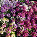 スイートアリッサム 白花 苗 3.5号冬の花苗 耐寒性 花壇苗
