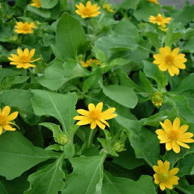 メランポジューム 4株セット <strong>暑さに強い</strong>メランポジューム苗 イエロー 黄色の花