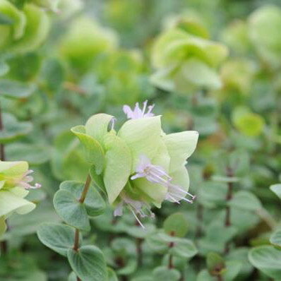 オレガノ 9.0cmポット 1本【1年間枯れ保証】【ハーブ】