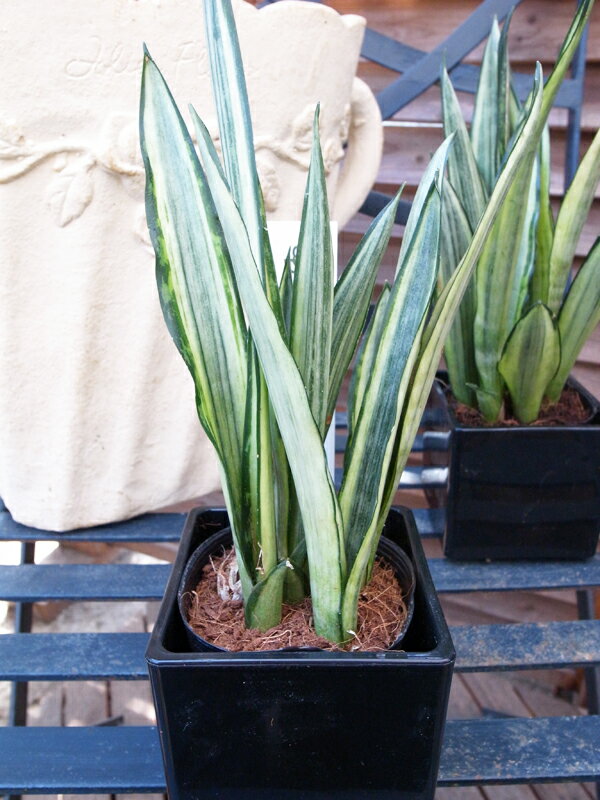 サンセベリア Bantel sensation サンスベリア 珍しい品種 水控えめで容易に育てられます 観葉植物 鉢は3号サイズ 高さ20cmセンチ 02P01May16