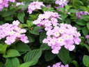 コバノランタナ パープル 苗 ハンギングや寄せ植えにも合わせやすい植物 花芽付