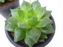 多肉植物 ハオルチア シンビフォルミス Ft.Brown Haworthia cymbiformis タニクショクブツ 販売 通販 多肉女子