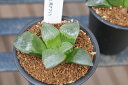 多肉植物 ハオルチア レツーサ寿 Haworthia retusa タニクショクブツ 販売 通販 多肉女子