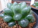 多肉植物 ハオルチア オブツーサ トゥルンカータ Haworthia obtusa Truncata タニクショクブツ 販売 通販 多肉女子