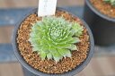 多肉植物 センペルビウム エミリー Sempervium Emily タニクショクブツ 販売 通販 多肉女子