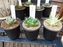 多肉植物 ハオルチア 3株セット タニクショクブツ Haworthia 販売 通販 多肉女子