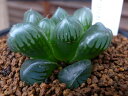 多肉植物 ハオルチア 紫オブツーサ タニクショクブツ 観葉植物