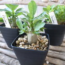 アデニウム コーデックス 3.5号陶器鉢受け皿付 色鮮やかな大輪の花 楽天