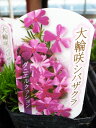 芝桜 ダニエルクッション 苗 シバザクラ 多年草 花 楽天
