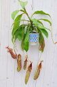 ネペンテス ダイエリアーナ 食虫植物 非常に珍しい超巨大 販売 通販 種類