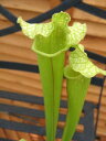 ドラモンディー（お部屋のマスコットに♪）【食虫植物】