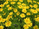 ダークベルクデージー3株セット 花苗 優しげな黄花が風にそよぐ人気の花でドーム状の大株に育ち株いっぱいにたくさんの小花を咲かせてくれます イエロー 販売 通販 種類