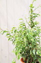 斑入り葉が綺麗！ボリュームたっぷり♪ベンジャミン・ブッシーキング6号鉢植え】【観葉植物】【RCPmara1207】
