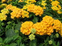 コバノランタナ 黄 イエロー 花苗 コバノランタナ苗 黄色の花をたくさん咲かせるコバノランタナ
