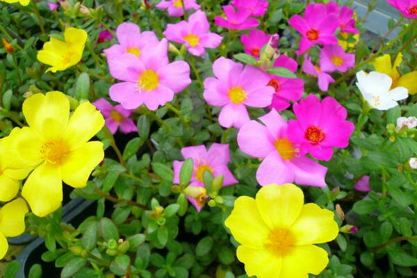 ポーチュラカ 6株セット 花苗 夏の暑さ乾燥に強い手間いらずの花 花壇に植えると横に這うように広がり毎日色鮮やかな花を次々咲かせてくれる花 販売 通販 種類