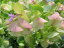 オレガノケントビューティー花芽付き 幻想的なピンクの花で寄せ植えのワンポイントにまたハンギング等に最適 販売 通販 種類オレガノケントビューティー花芽付き 幻想的なピンクの花で寄せ植えのワンポイントにまたハンギング等に最適 販売 通販 種類