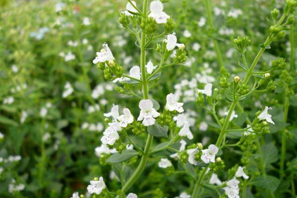 カラミンサ 花苗 丈夫な宿根草で毎年秋遅くまで咲いてくれます 販売 通販 種類【マラソン201207_生活】