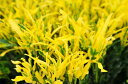黄色が眩しい♪ラセンクロトン4号鉢植え【観葉植物】【種類】