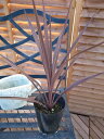 コルジリネ オーストラリス4号鉢植え 観葉植物 コルジリネ コルディリネ 販売 通販 種類