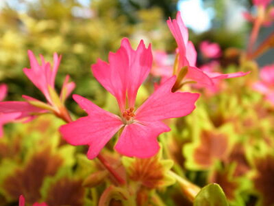 もみじ葉ゼラニュームピンクファイヤー苗花と葉色が寄せ植えに最適花苗ゼラニウムモミジ販売通販種類