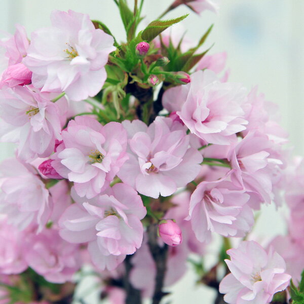 桜 盆栽 サクラ 山桜・旭山苔玉・受け皿付 ピンク お部屋でサクラ 花見【鉢花】 さくら...:auc-gifuryokuen:10001812