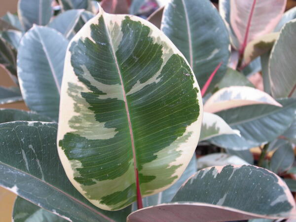 斑入りゴムの木 ティネケ4号サイズ 観葉植物 室内に最適で斑入り葉が面白い植物です 鉢植え 販売 通販 種類【RCPmara1207】