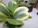ホヤ ラブラブハート3.5号 観葉植物 サボテン ハート型の葉 販売 通販 種類 サボテン同様水管理も容易