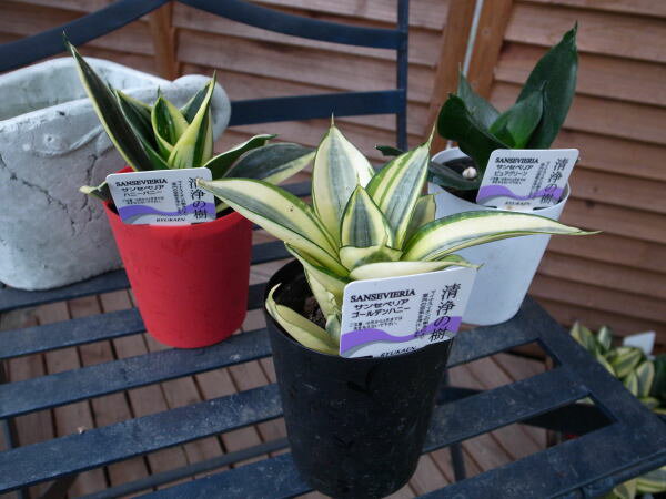 サンセベリア3.5号カラー鉢3種セット サンスベリア 空気を浄化してくれる観葉植物 販売 通販 種類