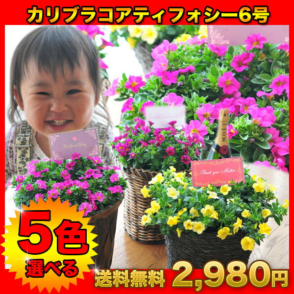 カリブラコア ティフォシー6号サイズ 敬老の日ギフト 鉢植え 5色のお花から選べます！カゴ入り 送料無料 鉢花 お中元 敬老の日 プレゼント【楽ギフ_包装】カリブラコア ティフォシー6号サイズ 敬老の日ギフト 鉢植え 5色のお花から選べます！カゴ入り 送料無料 鉢花 お中元 敬老の日 プレゼント【楽ギフ_包装】