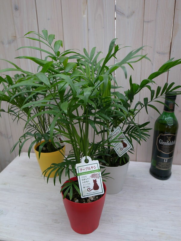 テーブル ヤシ カラー鉢植え4号 育てやすい室内 ヤシ観葉植物 ヤシの木 販売 通販 種類...:auc-gifuryokuen:10002519