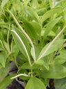 アロマペペ 3.5号サイズ 甘い香りが魅力でテーブルで育てられるミニサイズの観葉植物 常緑多年草 販売 通販 種類