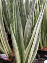 サンスベリア パンテルズセンセーション 4号サイズ 鉢植え 葉色が美しいレアなサンスベリア 管理も簡単でテーブルなどに最適です 観葉植物 販売 通販 種類