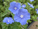 アメリカンブルー 苗 ブルーの花が咲くアメリカンブルー 【アメリカンブルー苗】【花苗】