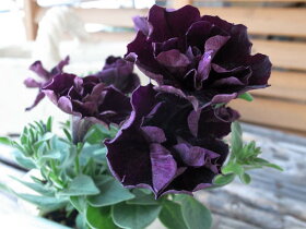 ブラック八重咲ペチュニア ジュリエット 花芽付 花苗 販売 通販 種類
