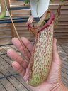 【ポイント2倍】ネペンテス ミランダ4号サイズ 食虫植物 鉢植え ネペンテス Nepenthes【食虫植物】
