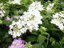 コバノランタナ ホワイト 暑さに強くテマリ状の純白の花 販売 通販 種類