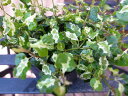 プミラ コアラ 苗 常緑蔓性低木 面白い斑入り葉が特徴で枝垂れるよう育つ植物 販売 室内 観葉植物 通販 種類