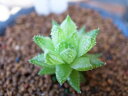 多肉植物 ハオルチア レティキュラータ タニクショクブツ 室内 インテリア 植物