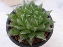 多肉植物 ハオルチア ブラックベアルディアーナ タニクショクブツ 2.5号サイズの鉢植え
