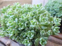 多肉植物 セダム プロリフェラ3号大株苗 タニクショクブツ 観葉植物