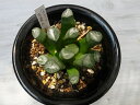 レア品現品 ハオルチア 万象 A 大株4号懸崖鉢 多肉植物 タニクショクブツ 送料無料
