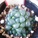 多肉植物 ハオルチア オブツーサ 薄紫 タニクショクブツ