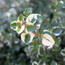 【送料無料】ハーブ レモンタイム タイム レモン 鉢植え 農園 直送ホワイトキューブ ポット キッチンハーブ 料理 香り インテリア 観葉植物 蔵王ハーブティー 陶器 ガーデニング ざおうハーブ サラダ 肉料理 魚料理 ポプリ【ギフト おしゃれ 室内 植物工房eps】