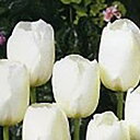 チューリップ 富山の清流チューリップC フェーバス5球セット【チューリップ】【球根】【Tulip】販売 通販 種類【ちゅーりっぷ】【ラッキーシール対応】