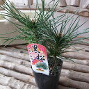 黒松 ミニクロマツ お正月の寄せ植えに欠かせない松 販売 通販 種類【ラッキーシール対応】