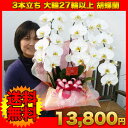 母の日 胡蝶蘭母の日 胡蝶蘭 3本立ち大輪27輪以