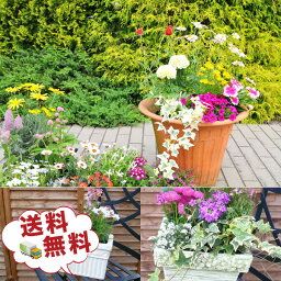 <strong>観葉植物</strong> 福袋 季節の花苗またはミニ<strong>観葉植物</strong>5株セット 送料無料で他との同一梱包可 誕生日プレゼント<strong>観葉植物</strong> 寄せ植えに<strong>観葉植物</strong> リーフプランツ かんようしょくぶつ ギフト プレゼント 苗物