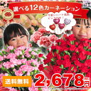 【母の日】【カーネーション】赤 レッド ピンク エクレア オレンジ パープル イエローなど鉢植え 選べる12色 母の日 プレゼント 5号サイズ 送料無料 Flower 鉢花カーネーション 送料込 【楽ギフ_包装】 10P01Apr16