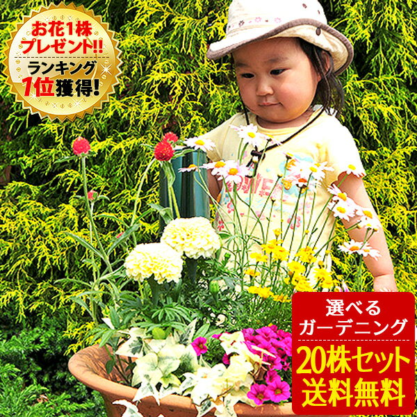 【クーポン利用で10％OFF】花苗 選べる花ガーデニング 福袋 季節の花苗セット 夏の花 敬老の日 ギフト 福袋 花壇 花 送料無料 花 お母さん 誕生日プレゼント 花 贈り物 苗物 大苗 寄せ植え 宿根草 多年草 一年草 花 フラワー 庭 手入れ 店舗花壇 夏の苗セット